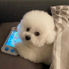 甄嬛传亚军